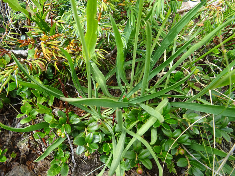 Bupleurum stellatum - Apiaceae